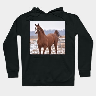 Verrazano filly Hoodie